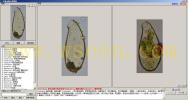 Cyphoderia 曲颈虫属--万深AlgaeC